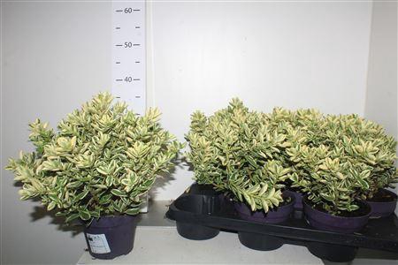 <h4>Hebe And Variegata P15.</h4>
