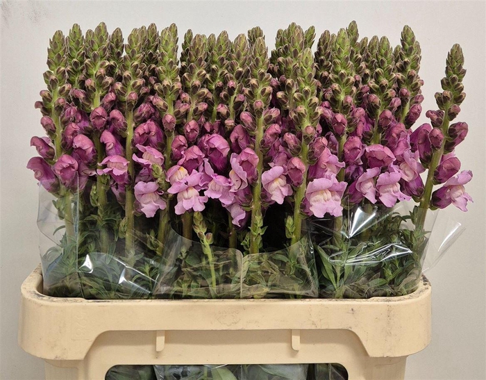 <h4>Antir Potomac Lavender</h4>