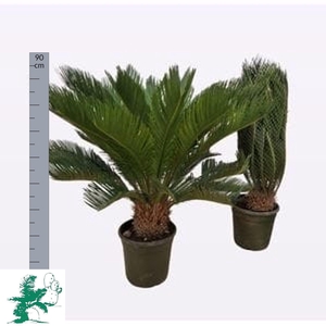 CYCAS REVOLUTA