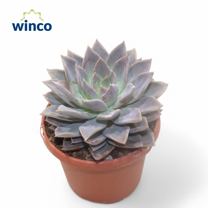 <h4>Echeveria Silver Queen</h4>