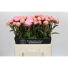 Paeonia Albert Crousse