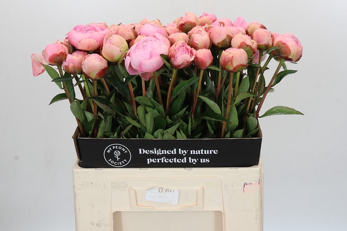 <h4>Paeonia Albert Crousse</h4>