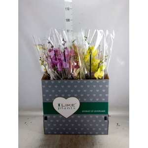 Phalaenopsis   ...mix