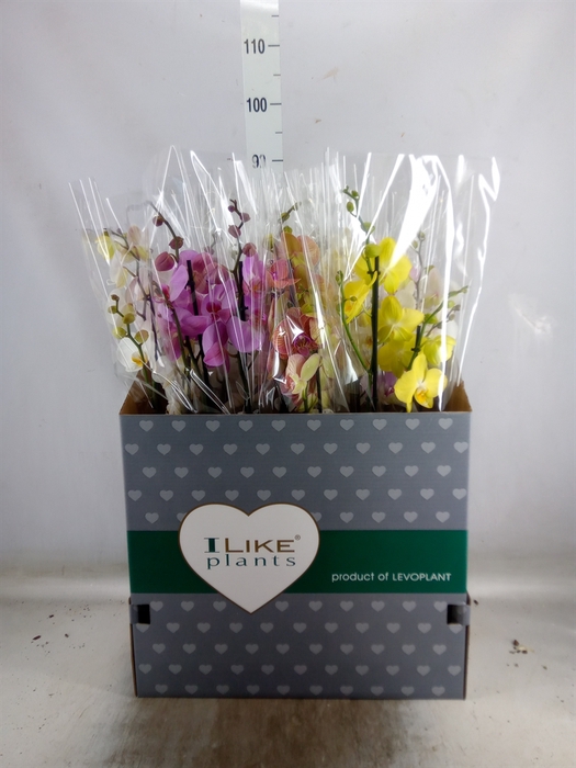 <h4>Phalaenopsis   ...mix</h4>