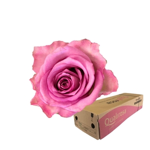 R Gr Thriller -in box