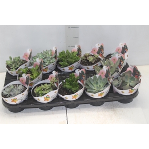 SUCULENTAS VARIADAS ESPECIAIS P11