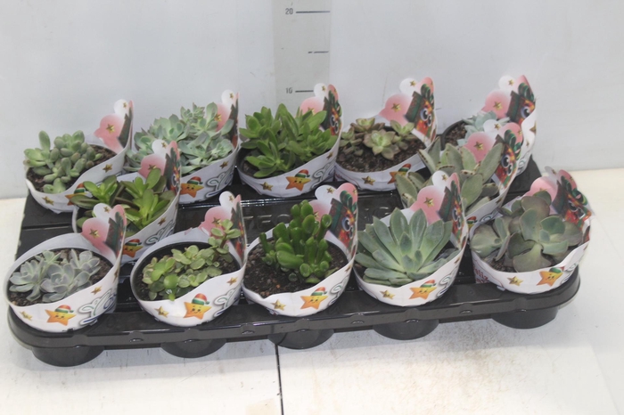 <h4>SUCULENTAS VARIADAS ESPECIAIS P11</h4>