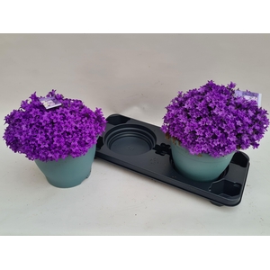 CAMP PORTENSCHLAGIAN