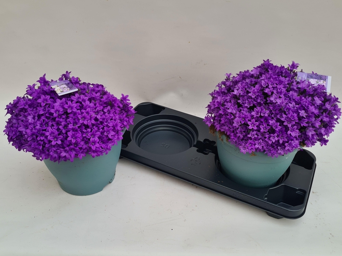 <h4>CAMP PORTENSCHLAGIAN</h4>