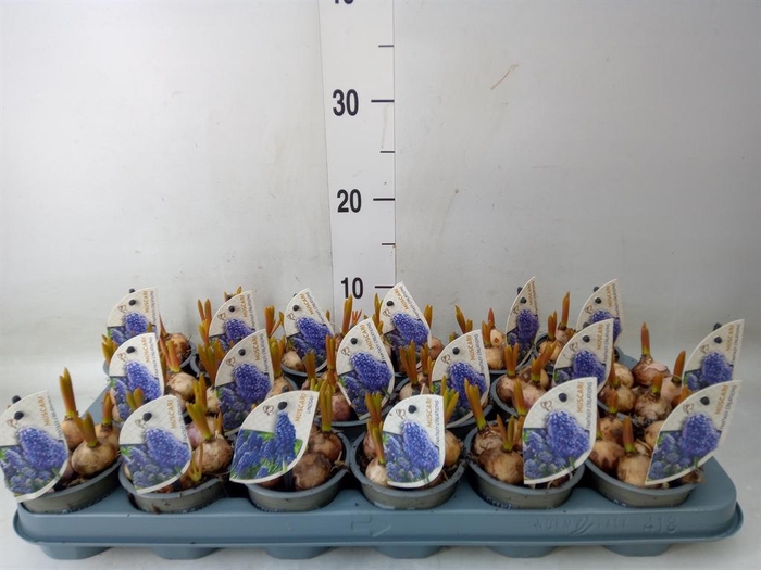 <h4>Muscari 'Fantasy Creation'</h4>