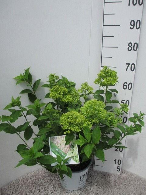 <h4>Hydrangea pan. Little Lime 40-50 P23</h4>