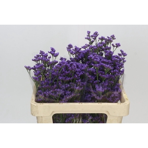 Limonium Maine Blue