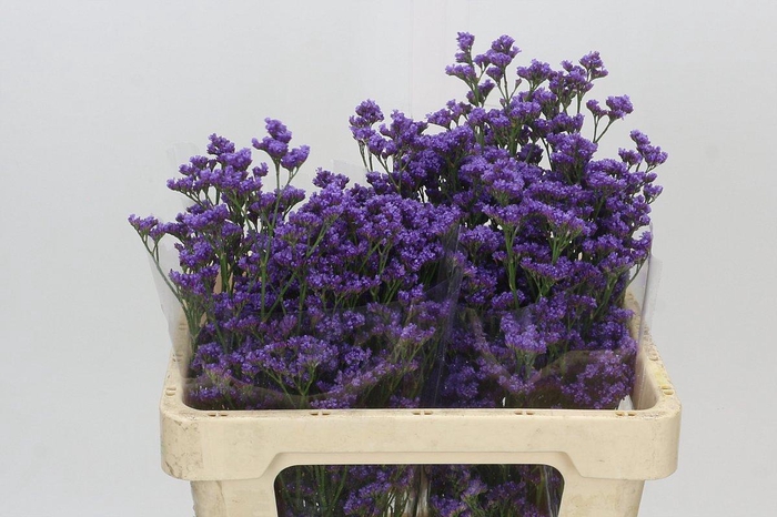 Limonium Maine Blue