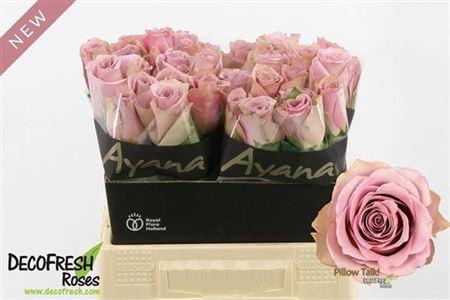 <h4>Rosa Pillow Talk</h4>