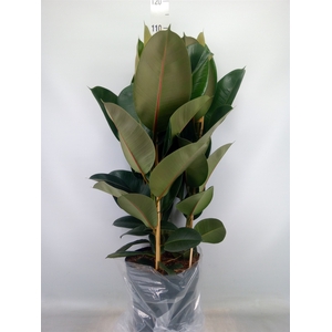 Ficus elastica 'Robusta'