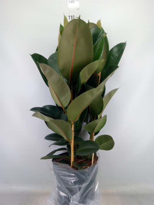 <h4>Ficus elastica 'Robusta'</h4>