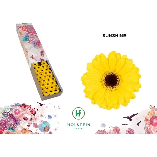 <h4>Ge Mi Sunshine Box</h4>