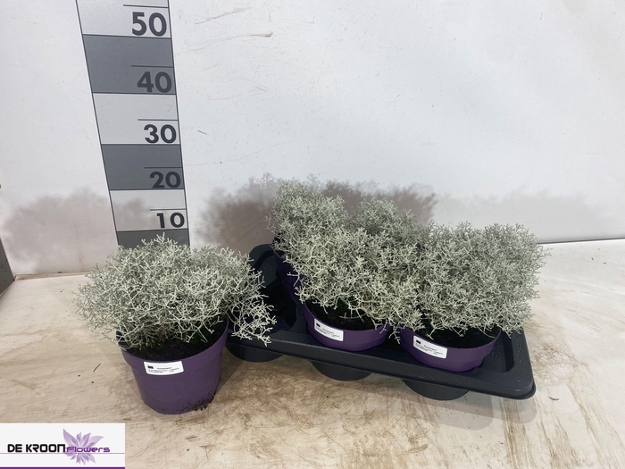 <h4>LEUCOPH CHALLENGE</h4>