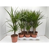 Dra Marginata