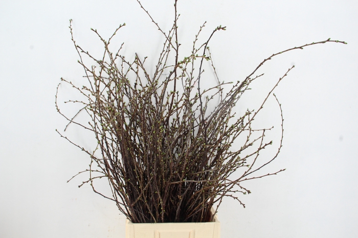 <h4>Kersenbloesem Per Bunch</h4>