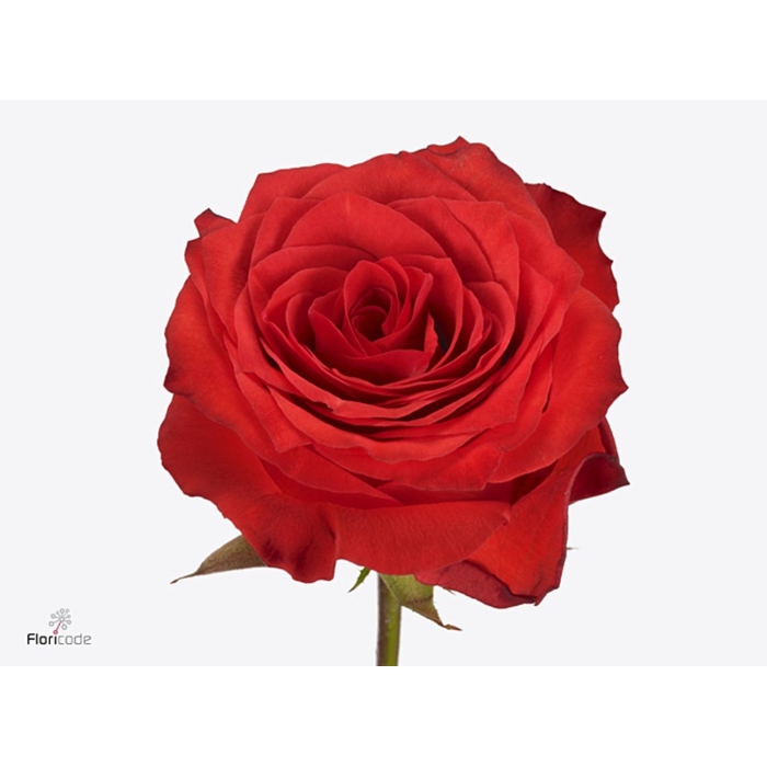 <h4>Rosa Bromo</h4>