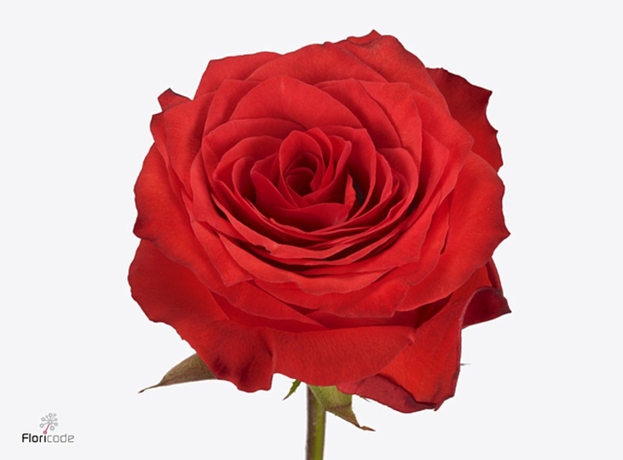 Rosa Bromo