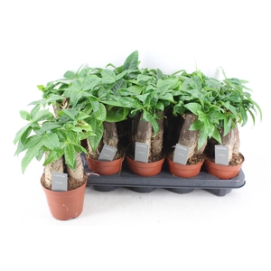 arr3 CP - Pachira Aquatica x10