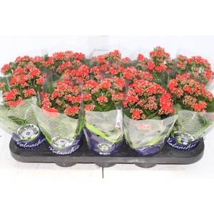 KALANCHOE DOBRADO P11 VERMELHO