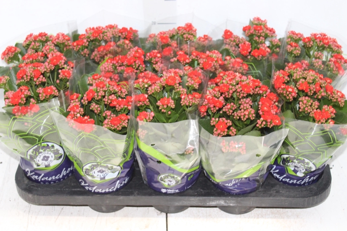<h4>KALANCHOE DOBRADO P11 VERMELHO</h4>