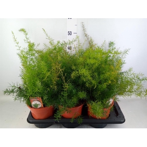 Asparagus dens. 'Sprengeri'