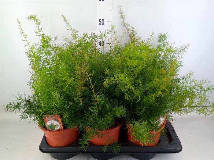 <h4>Asparagus dens. 'Sprengeri'</h4>