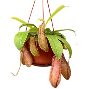 Nepenthes Monkey Jars Linda