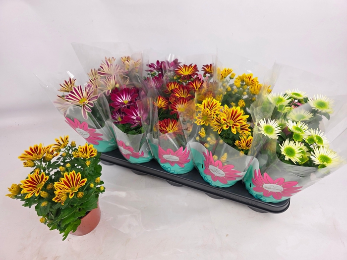 <h4>CHRYS GEM 5 KL</h4>