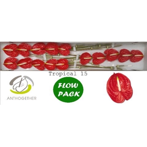 Anth A Tropical 7 cm X15 Flow Pack Spek Flowers