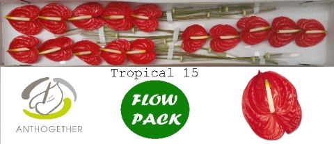 <h4>Anth A Tropical 7 cm X15 Flow Pack Spek Flowers</h4>