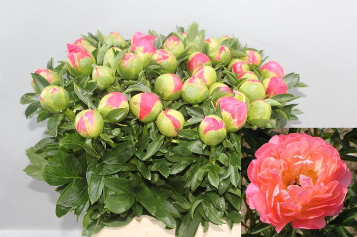 <h4>PAEO CORAL SUNSET</h4>