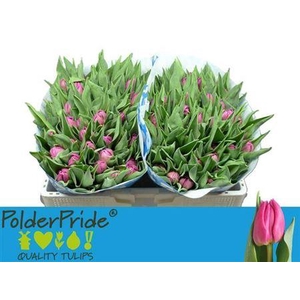 Tu Du Double Princes