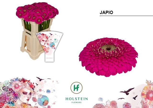 <h4>GE POMPONI JAPIO</h4>
