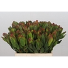 Leucadendron Laurel Yellow