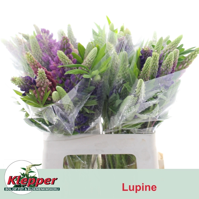 Lupinus