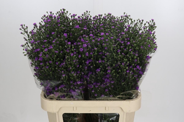 <h4>Aster Baby Pink</h4>