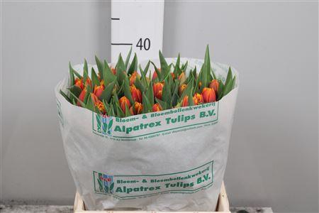 <h4>Tu Du Atlas</h4>