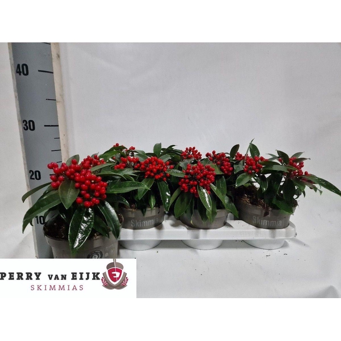 <h4>SKIM J REEVESIANA</h4>