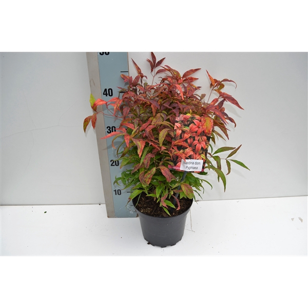 <h4>Nandina domestica 'Pygmea'</h4>