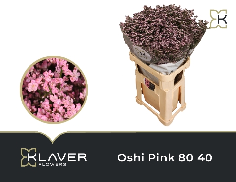 <h4>Lim Saf Oshi Pink 80 40</h4>