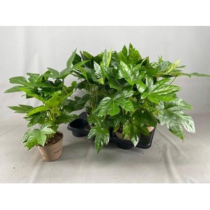 FATSIA JAPONICA P15