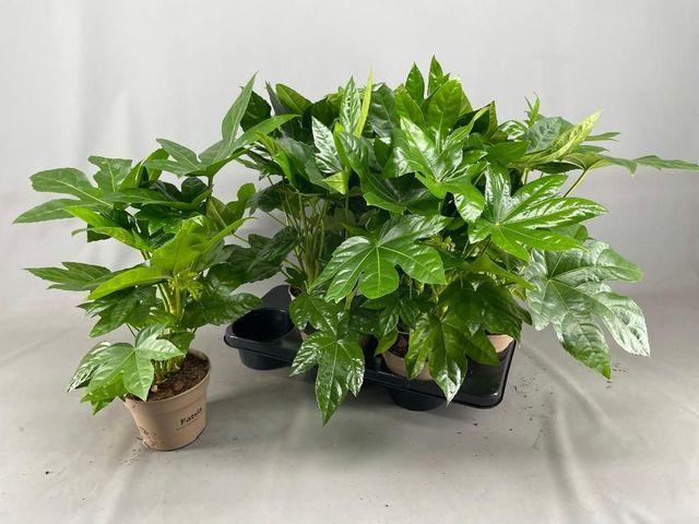 <h4>FATSIA JAPONICA P15</h4>