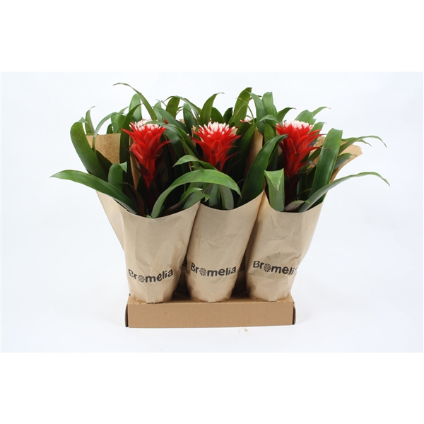 <h4>Guzmania Hope in hoes Kraft</h4>