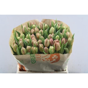 Tu Du Salmon Symbiosi(d.zalm)