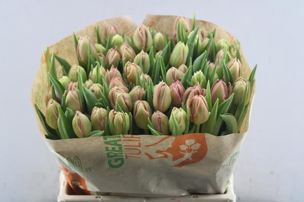 <h4>Tu Du Salmon Symbiosi(d.zalm)</h4>